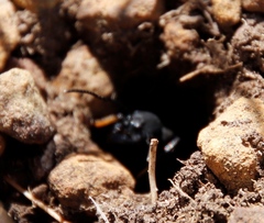 Streblognathus peetersi