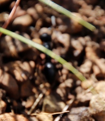 Streblognathus peetersi