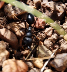 Streblognathus peetersi