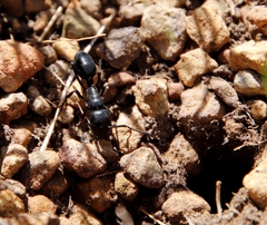 Streblognathus peetersi