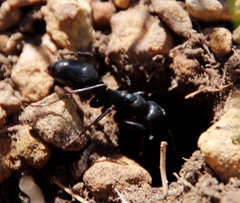 Streblognathus peetersi