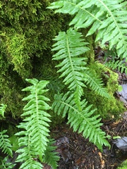 Polypodium glycyrrhiza