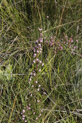 Erica cooperi