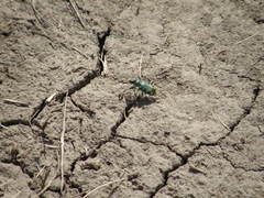 Cicindela decemnotata