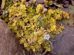 Sedum makinoi