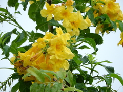 Bignoniaceae