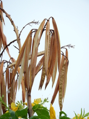 Bignoniaceae