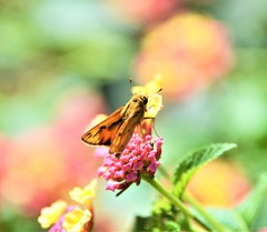 Hylephila phyleus