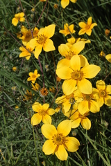 Bidens serrulata