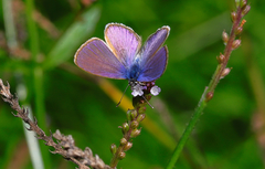 Leptotes trigemmatus