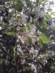 Magnoliopsida