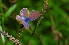 Leptotes trigemmatus