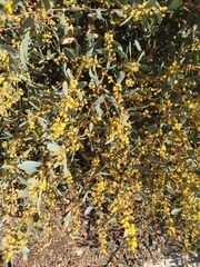 Acacia