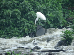 Ardea alba
