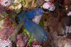 Clavelina