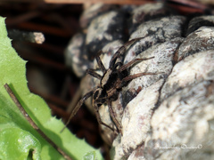 Alopecosa albofasciata