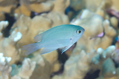 Pomacentrus callainus