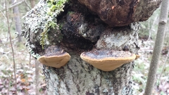 Phellinus nigricans