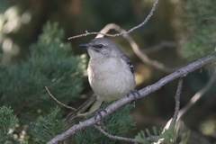 Mimus polyglottos