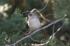 Mimus polyglottos