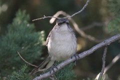 Mimus polyglottos