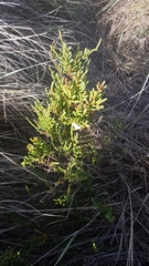 Arthrocaulon macrostachyum