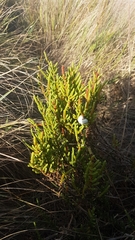 Arthrocaulon macrostachyum