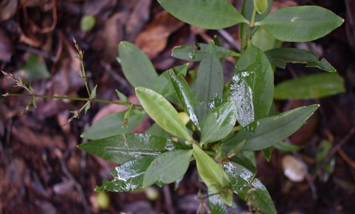 Schiedea kauaiensis