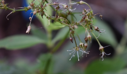 Schiedea kauaiensis