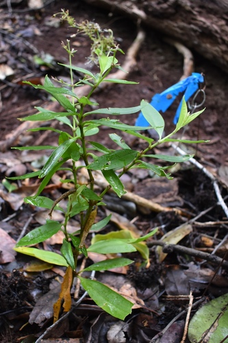 Schiedea kauaiensis