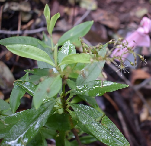 Schiedea kauaiensis
