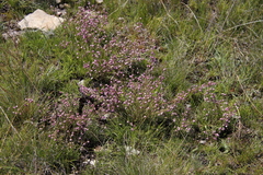 Erica cooperi