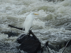 Ardea alba