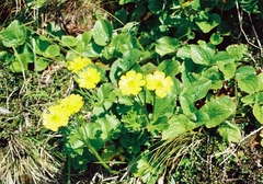 Ranunculus nivicola