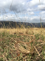 Chamaesaura macrolepis