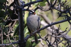 Zonotrichia leucophrys