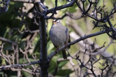 Zonotrichia leucophrys