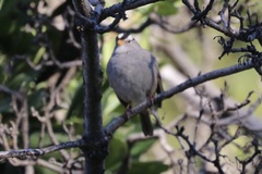 Zonotrichia leucophrys