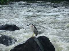 Nycticorax nycticorax