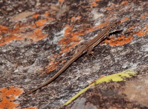 Burchell's Sand Lizard
