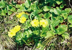 Ranunculus nivicola