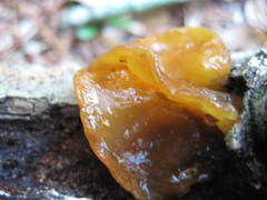 Auricularia angiospermarum