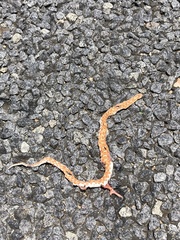 Dipsina multimaculata