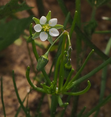 Spergularia flaccida