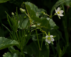 Spergularia flaccida