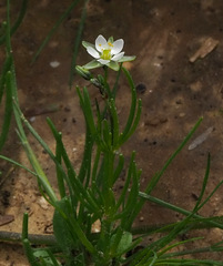 Spergularia flaccida