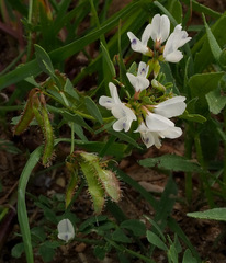 Trigonella arabica