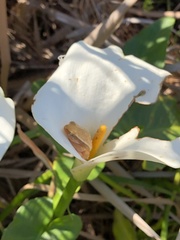 Hyperolius horstockii