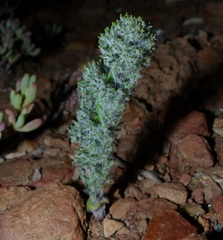 Eriospermum paradoxum