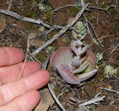 Crassula tomentosa